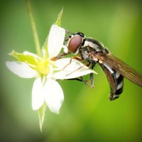 /album/kamerada-ucretli-show/photolia-a02-jpg/