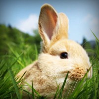 /album/kamerada-ucretli-show/photolia-a03-jpg/