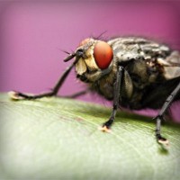 /album/kamerada-ucretli-show/photolia-a08-jpg/